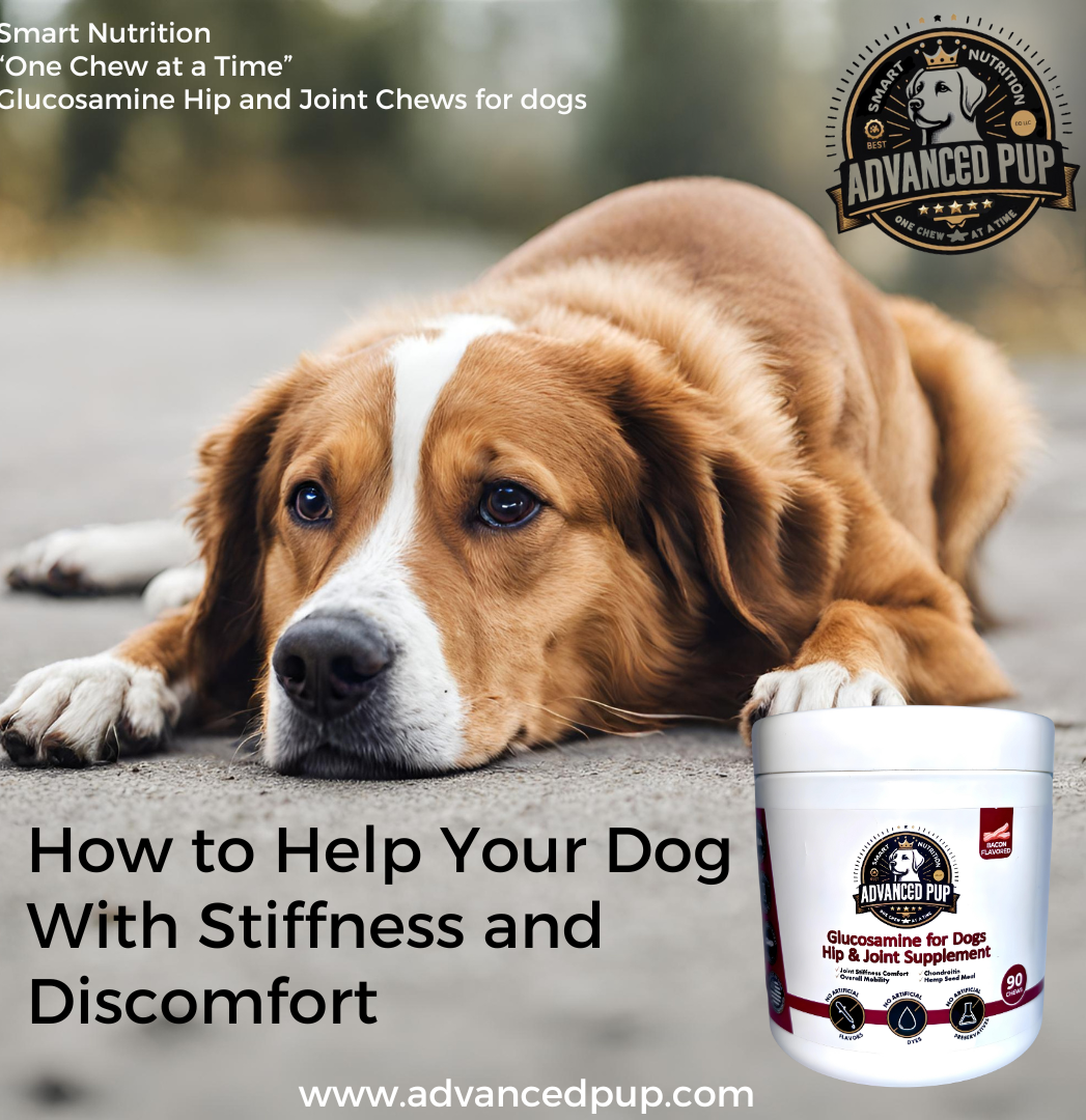 You are currently viewing Is Your Dog struggling with Joint Pain and Discomfort?