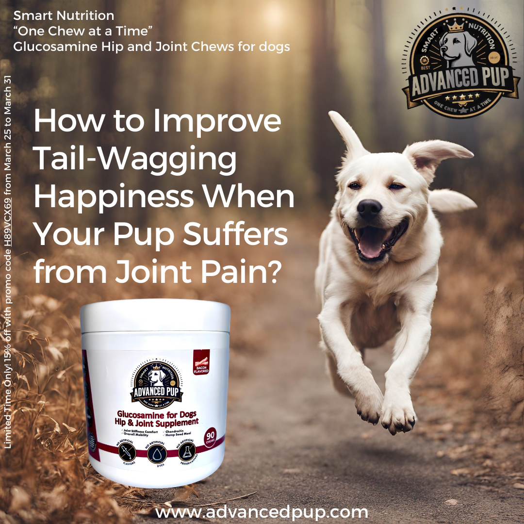 Thumbnail for the post titled: How to Improve Tail-Wagging Happiness When Your Pup Suffers from Joint Pain